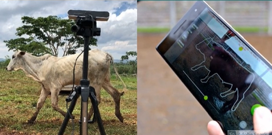 Soluções tecnológicas para controle do peso do rebanho bovino de pecuarista de pequeno e médio porte